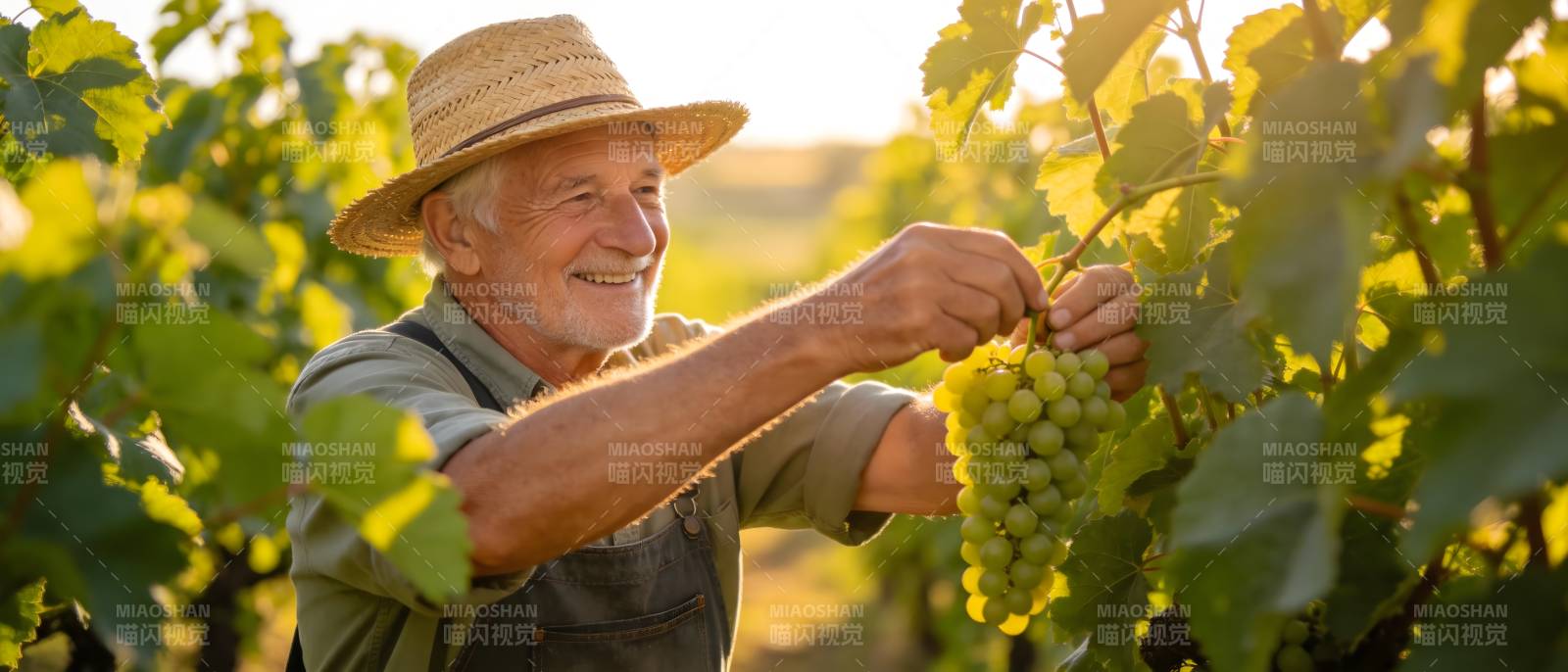 老农摘葡萄 笑迎丰收季图片