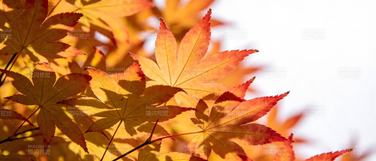 秋叶绚烂 暖阳映红枫图片