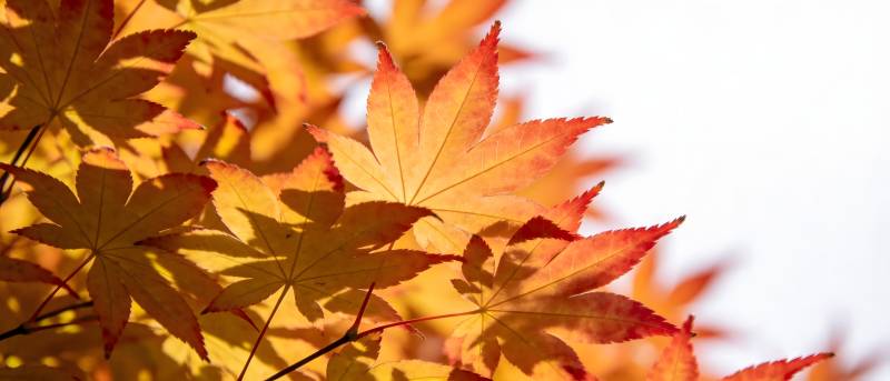 秋叶绚烂 暖阳映红枫图片