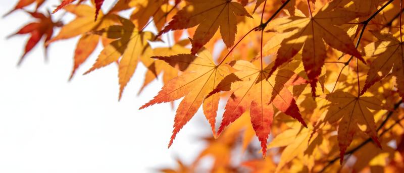 秋叶如火 绚烂枝头图片