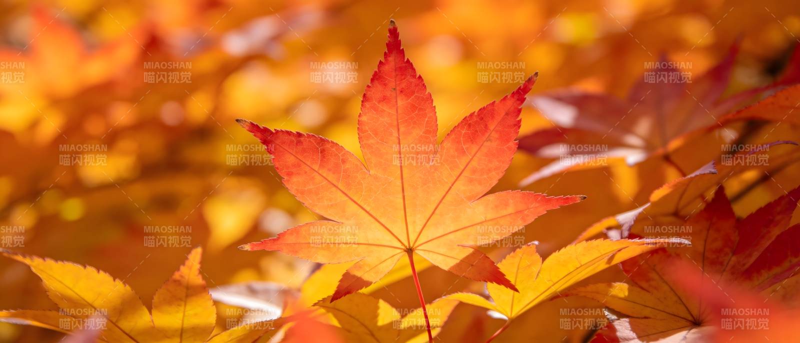 秋叶如火 绚烂夺目图片