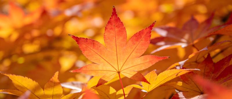 秋叶如火 绚烂夺目图片