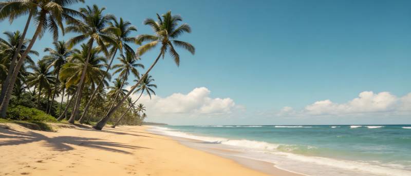 椰林沙滩 碧海蓝天图片
