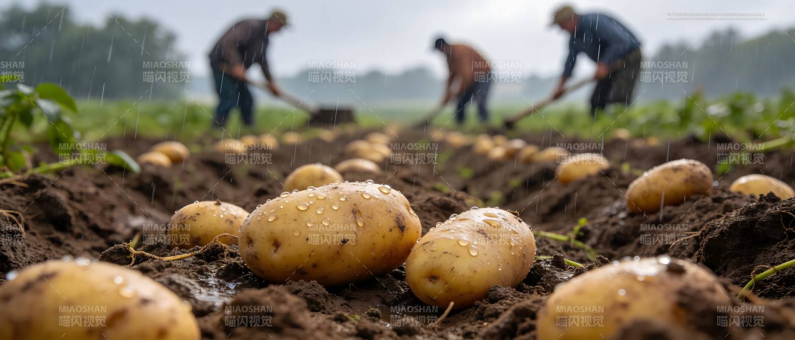 雨中挖土豆 丰收在望图片