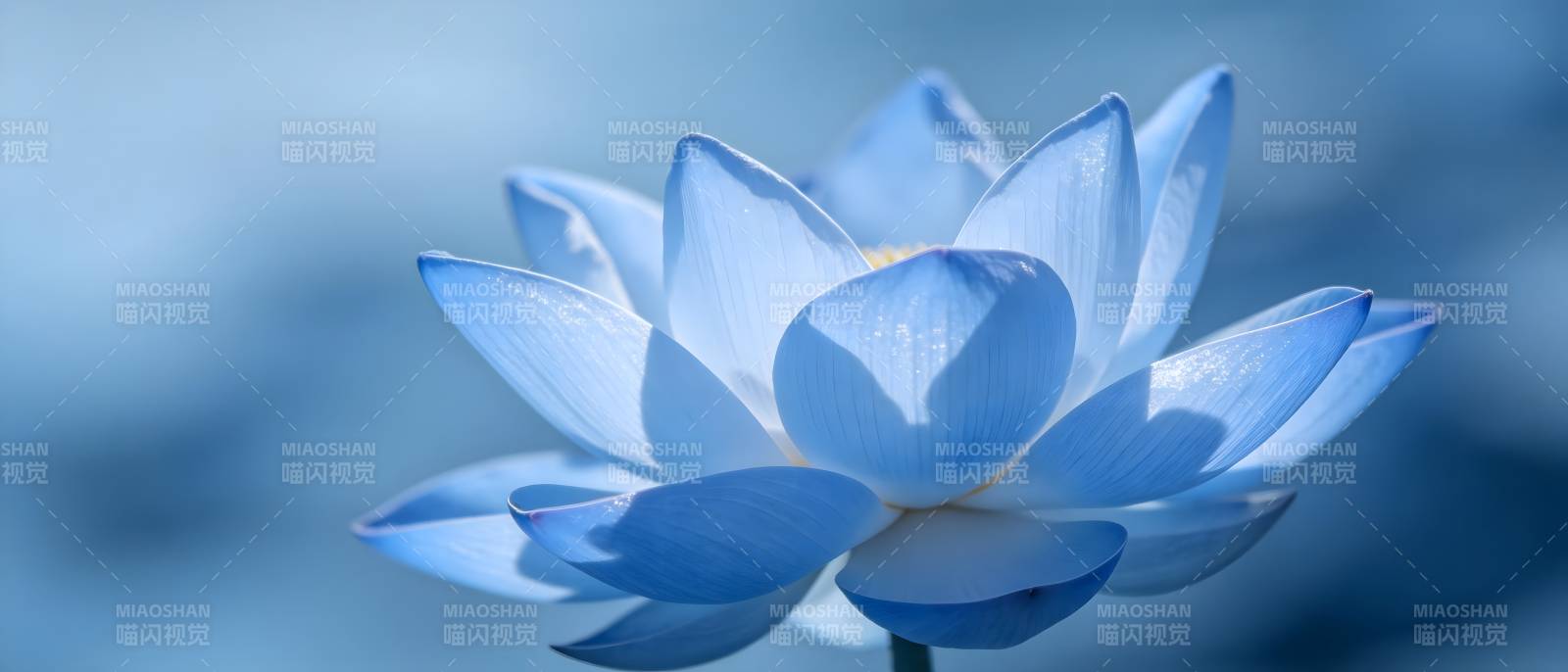 蓝莲静绽 清雅如梦图片