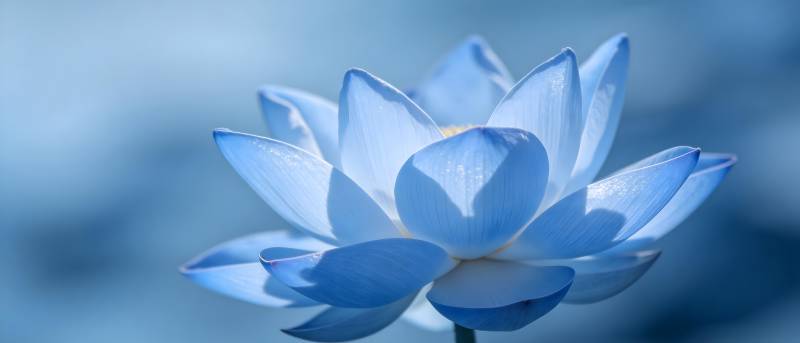 蓝莲静绽 清雅如梦图片