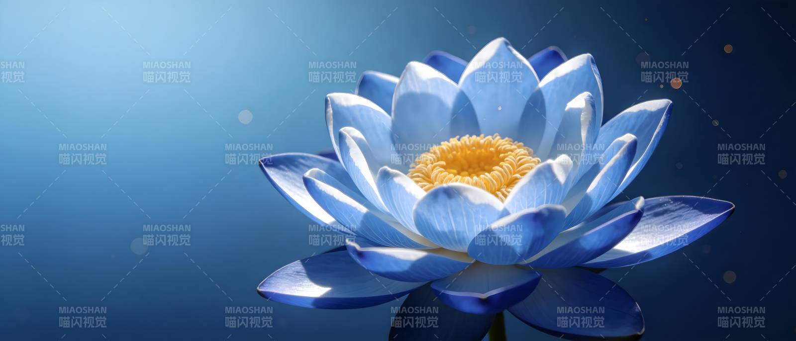 蓝莲绽放 静美如诗图片