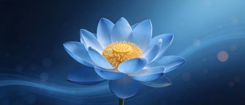 蓝莲静绽 心湖澄明图片