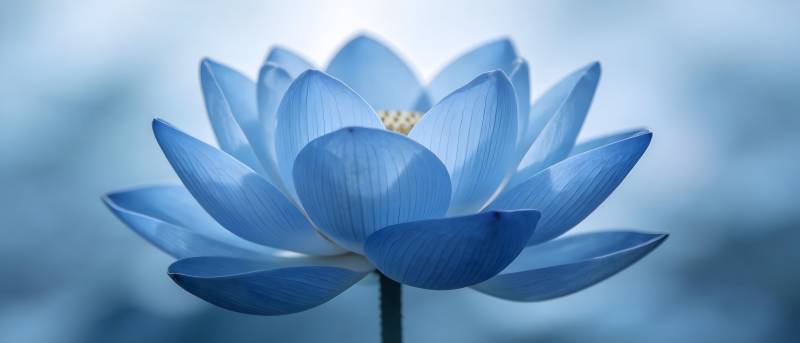 蓝莲静绽 清幽如梦图片