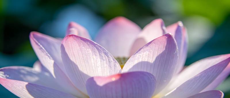 粉莲绽放 晨光温柔照图片