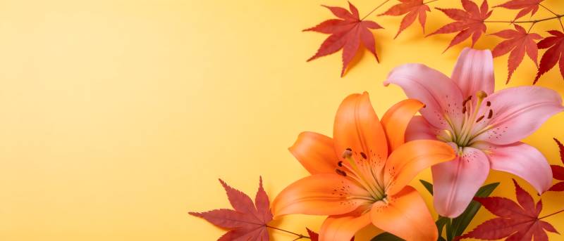 秋花红叶映暖黄图片