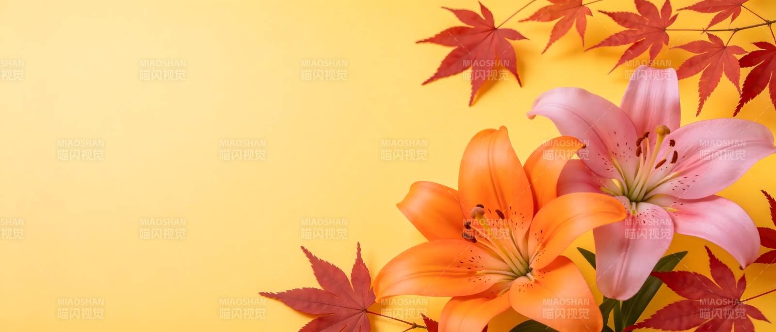 秋花红叶映暖黄图片