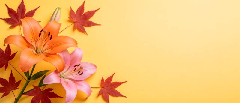 秋百合与红枫共舞图片