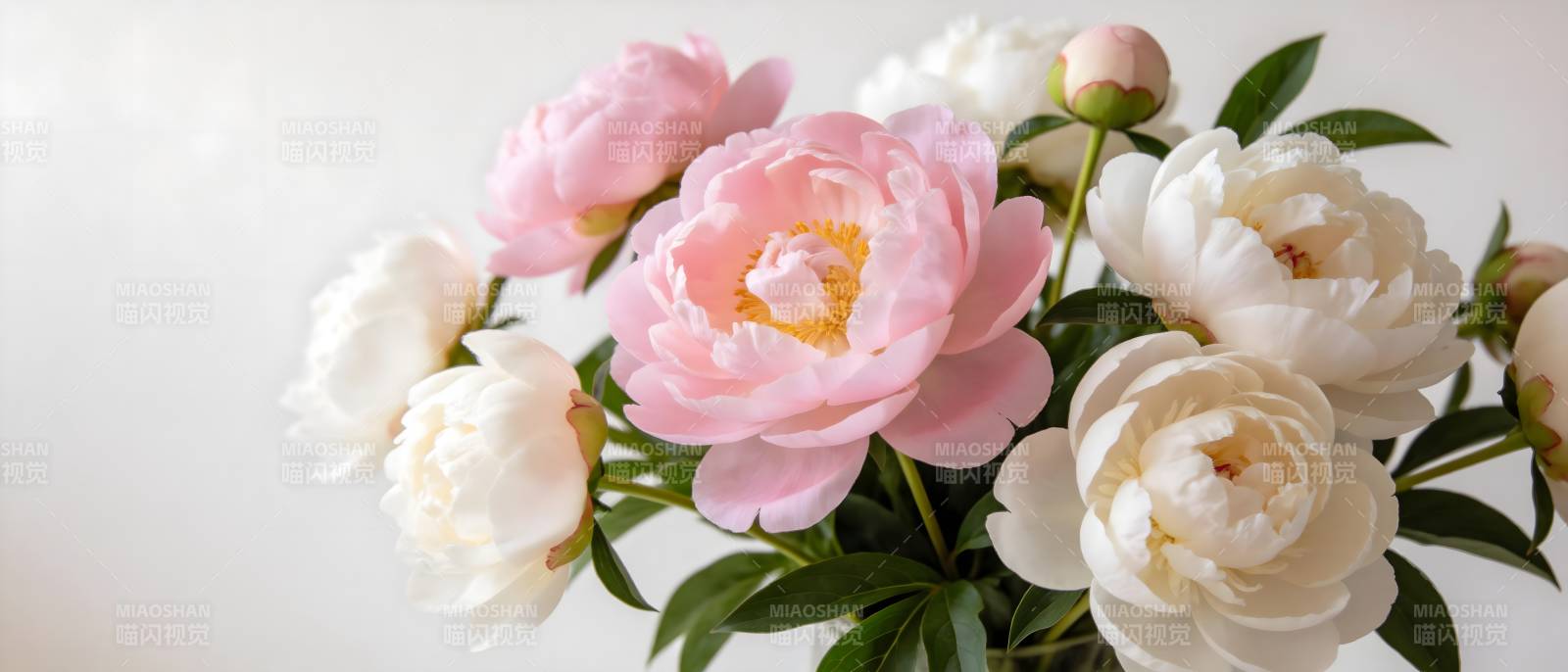 粉白牡丹 柔美绽放图片