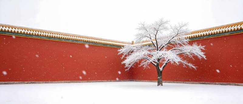 雪覆红墙 孤树静立图片