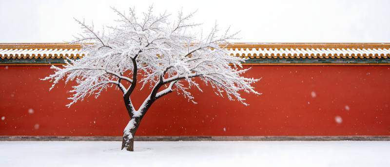 雪覆红墙 孤树傲立图片