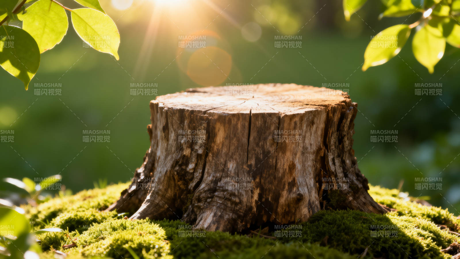 阳光下的树桩与青苔图片