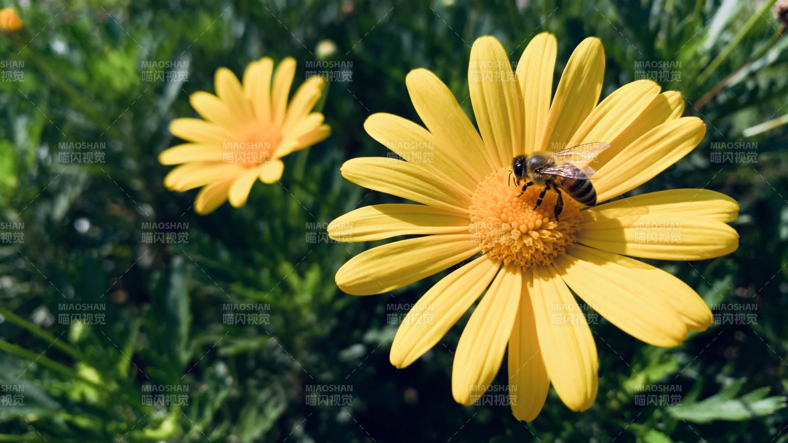 蜂采黄花 生机盎然图片