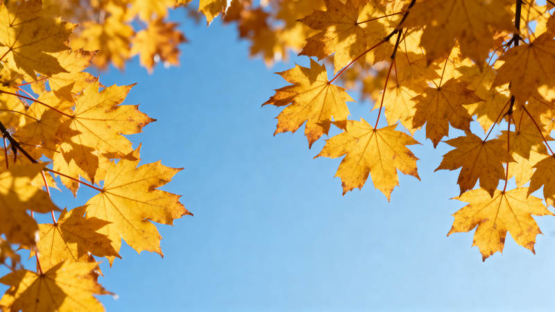 秋叶映蓝天 金黄满枝头图片