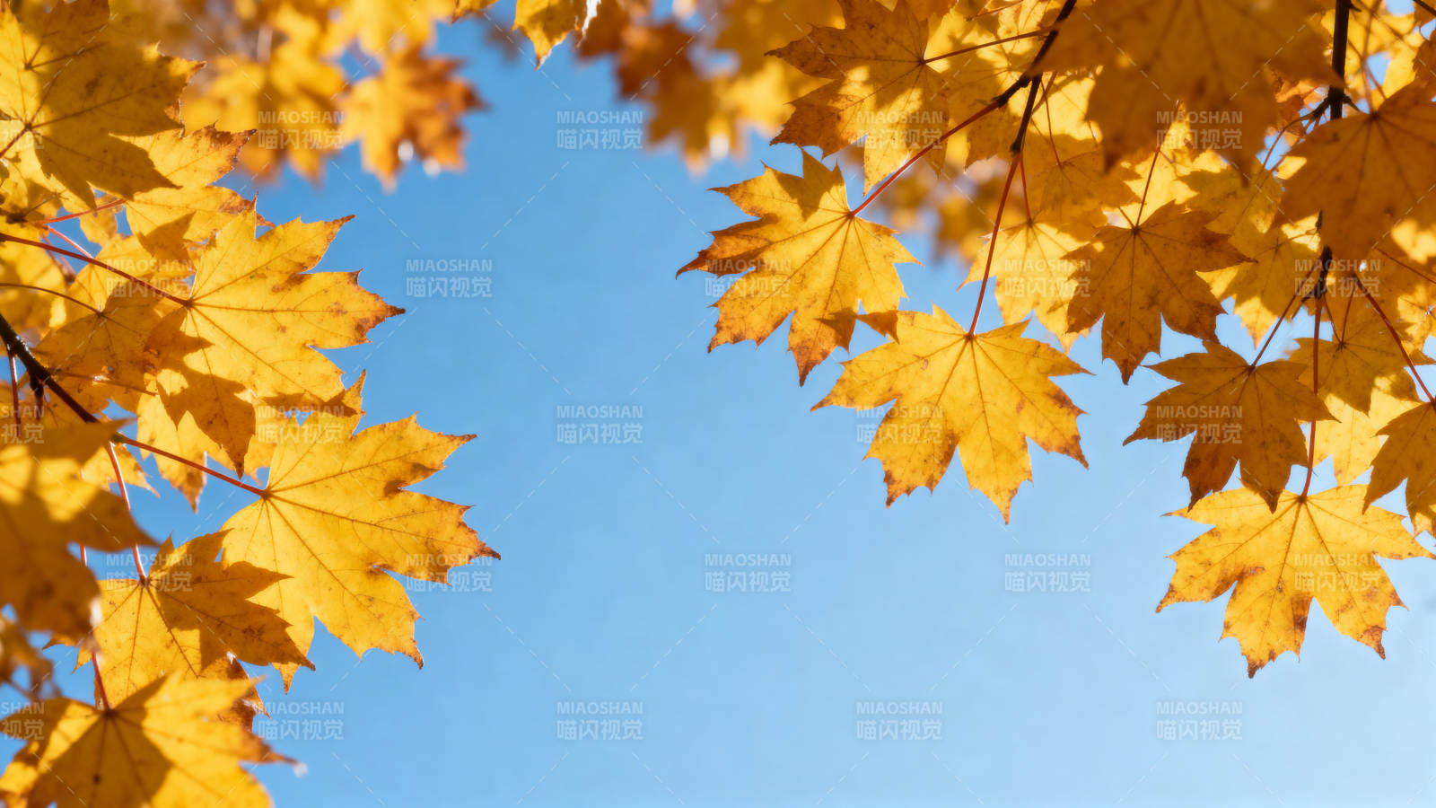 秋叶映蓝天 金黄满枝头图片