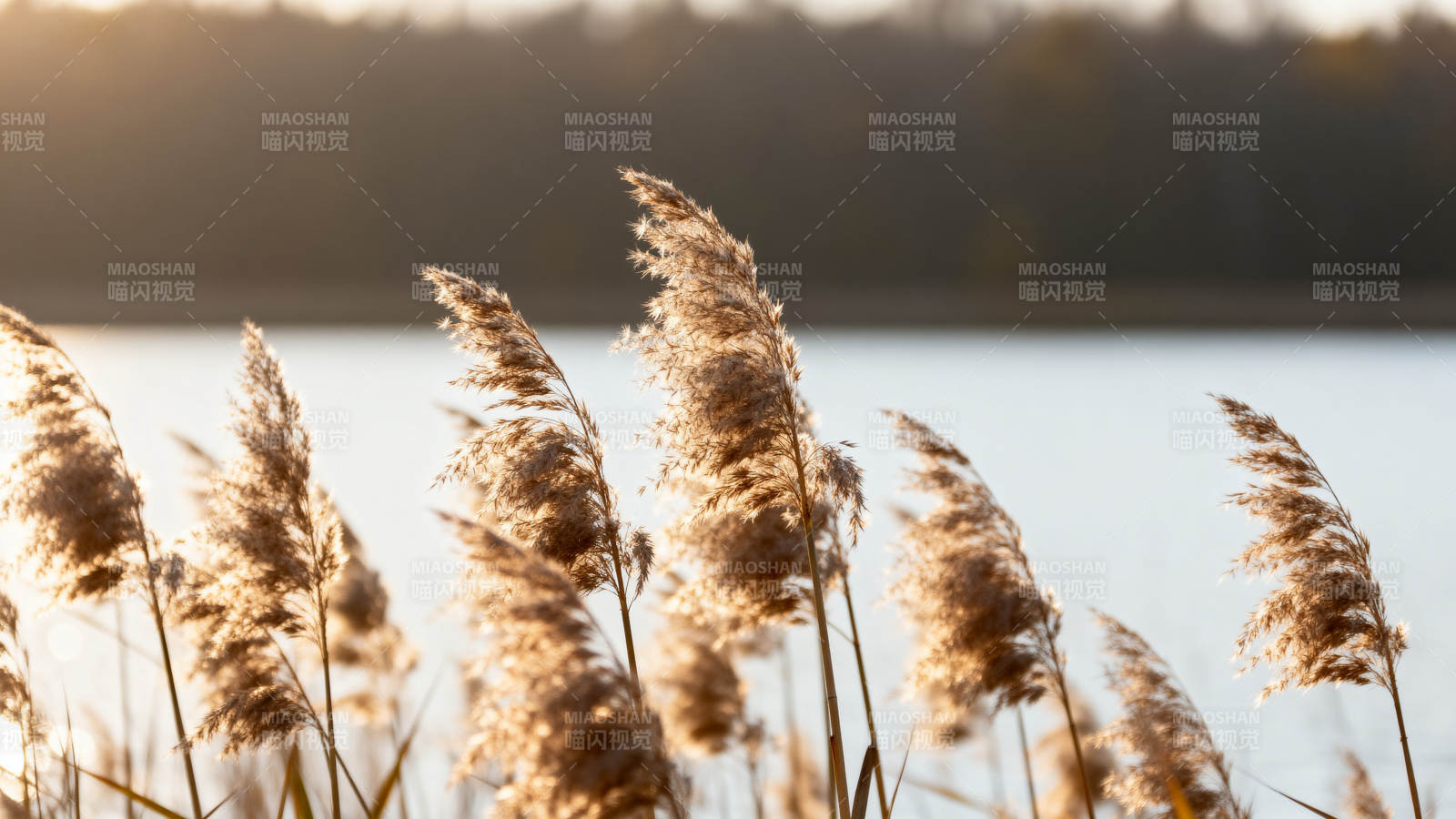 夕阳芦苇荡 温柔映湖光图片