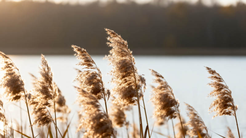 夕阳芦苇荡 温柔映湖光图片