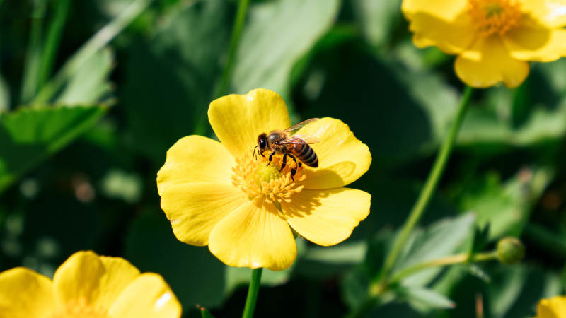 蜂采黄花 春光正好图片