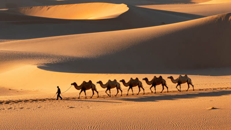 沙漠驼队行图片