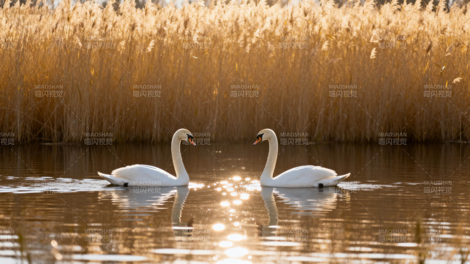 天鹅戏水 芦苇映金辉图片