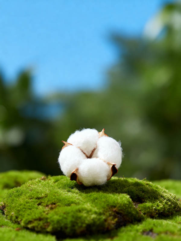 棉朵静卧青苔上图片