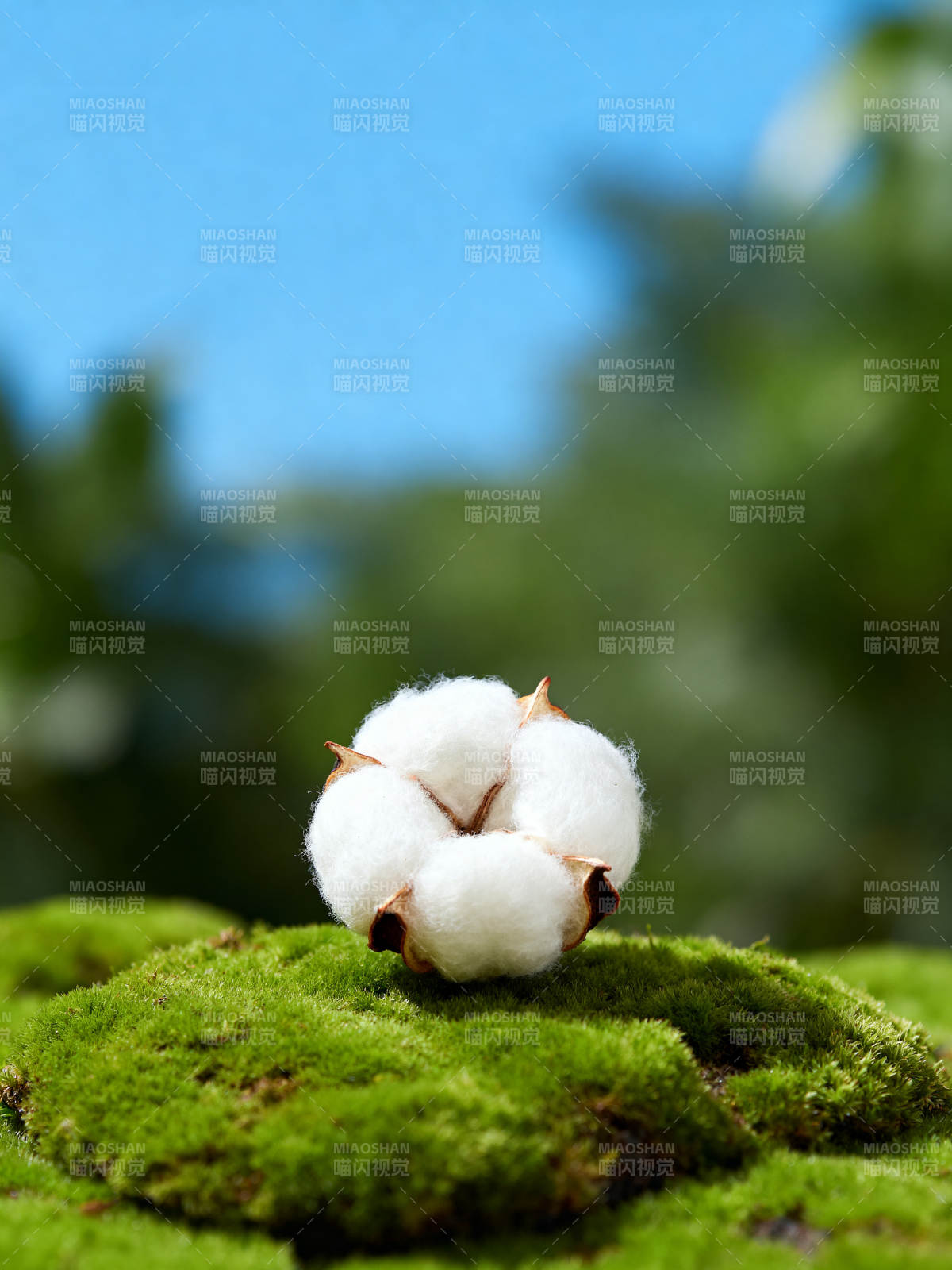 棉朵静卧青苔上图片