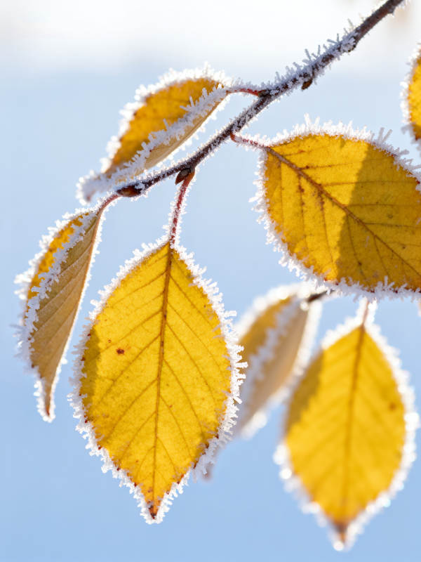 霜染黄叶 冬日初晨美图片
