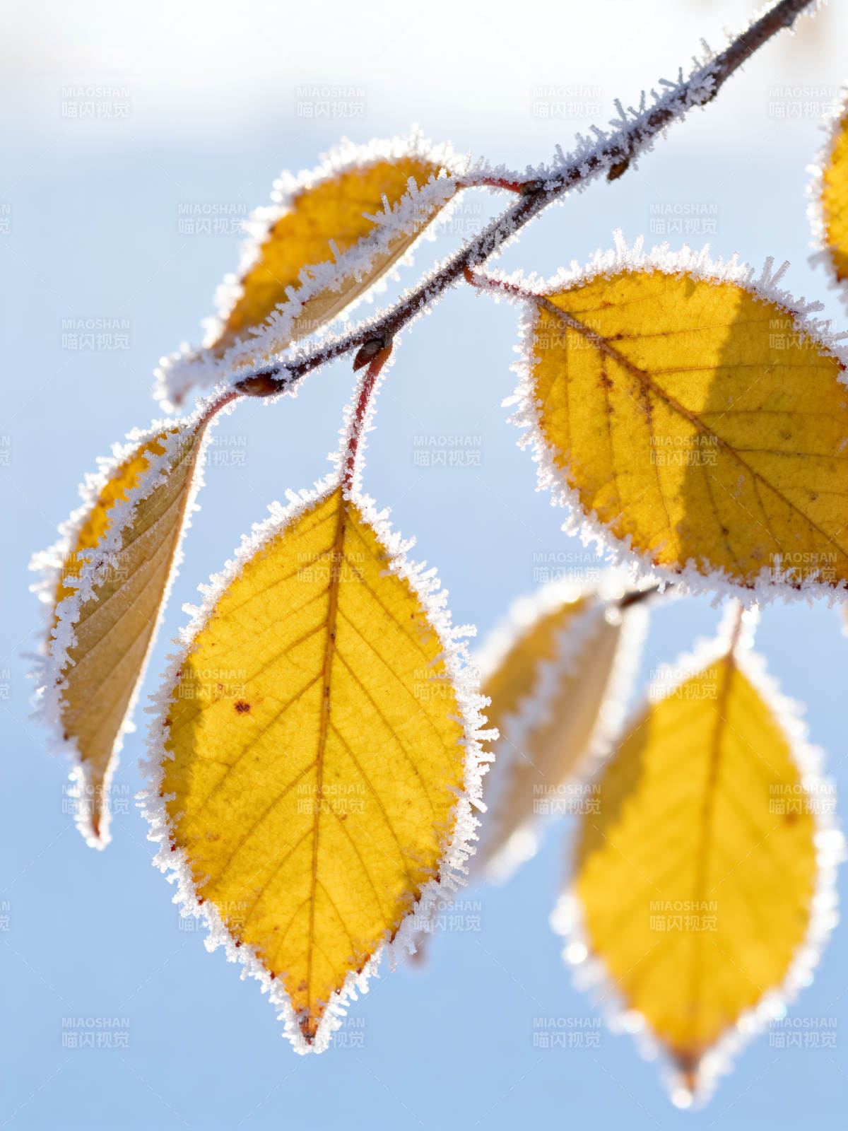 霜染黄叶 冬日初晨美图片