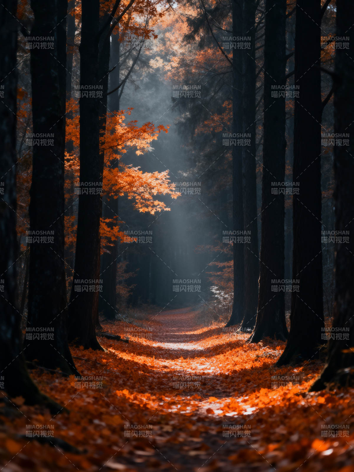 秋林小径 光影如诗图片