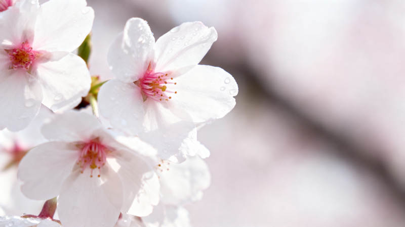 樱花绽放 春意盎然图片