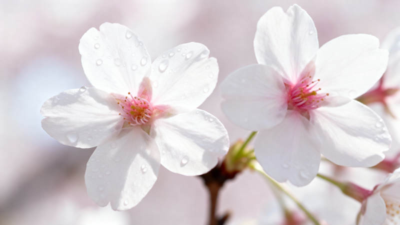 樱花带露 粉白娇嫩绽放图片