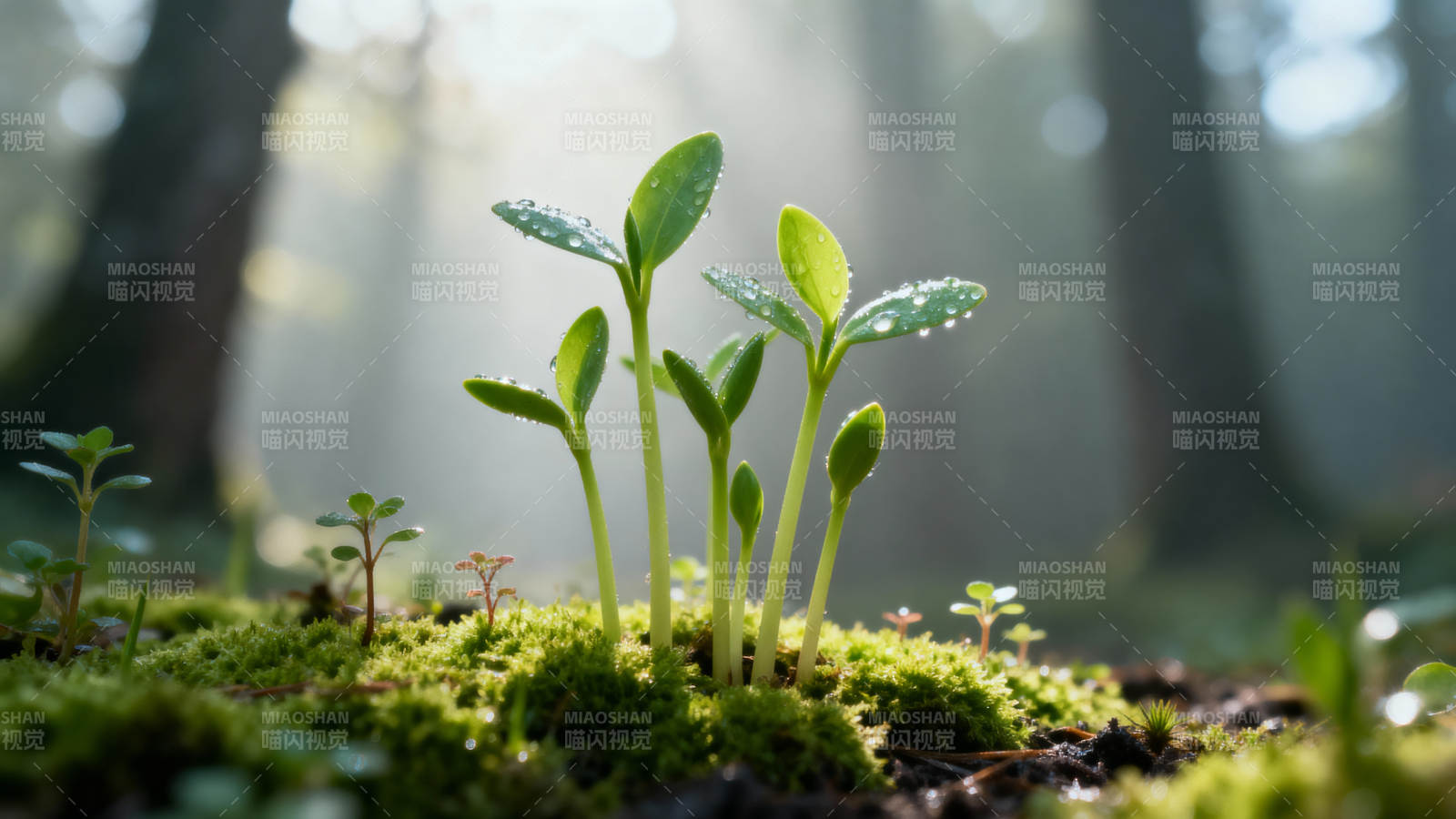 晨光中的嫩芽新生图片