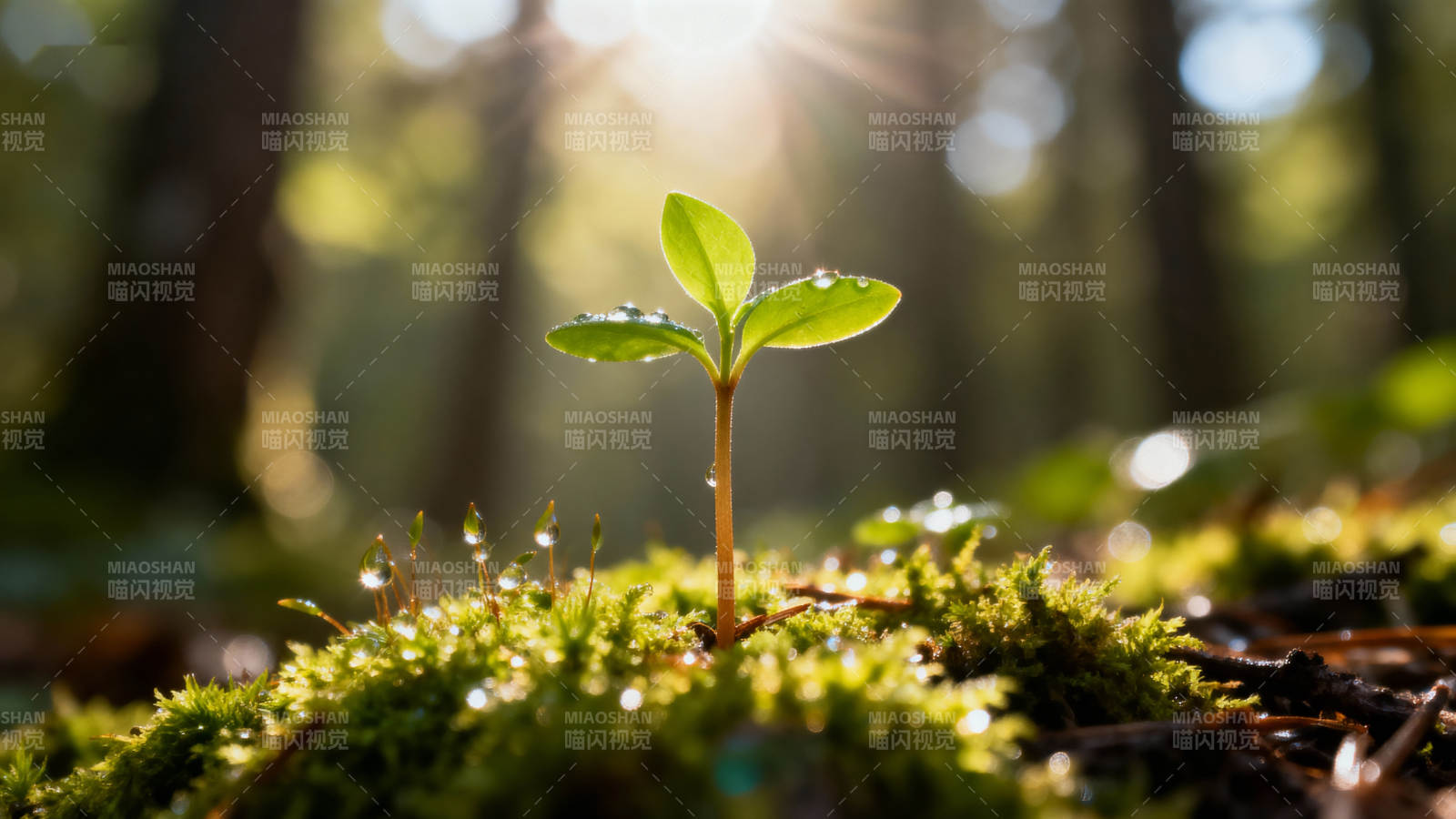 晨光中的新生嫩芽图片