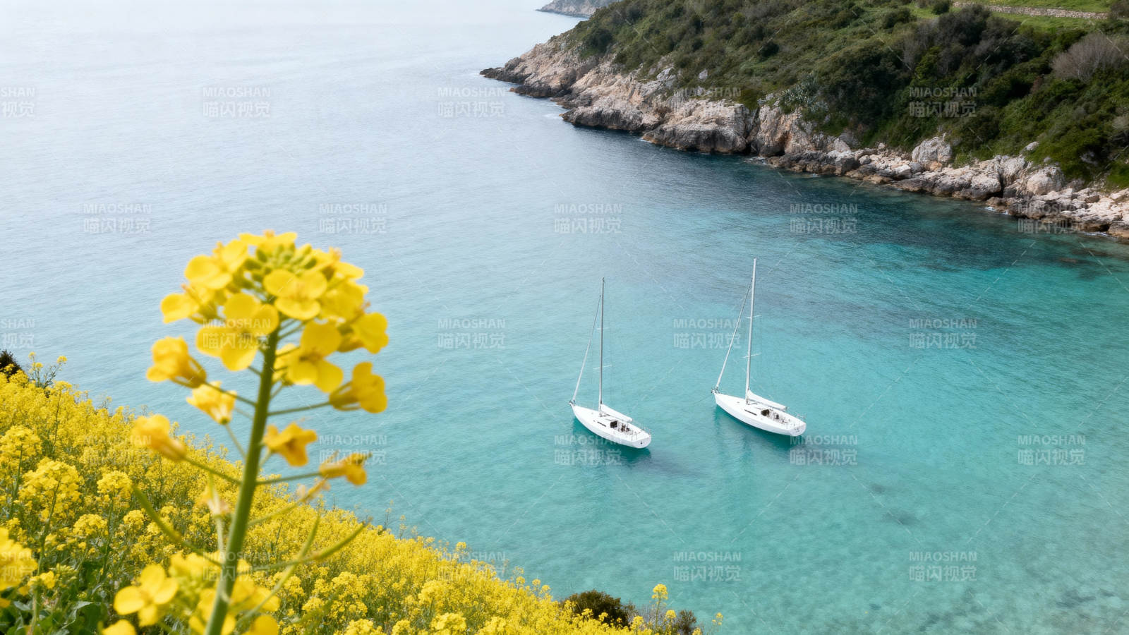黄花碧海双帆静图片