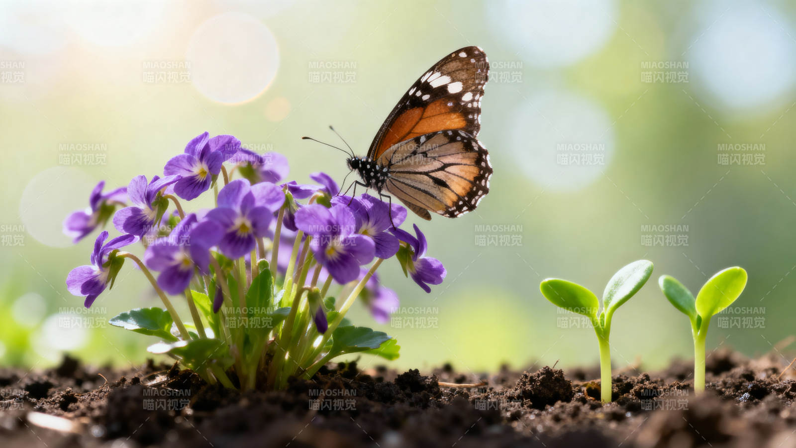 蝶恋紫花 新苗初生图片