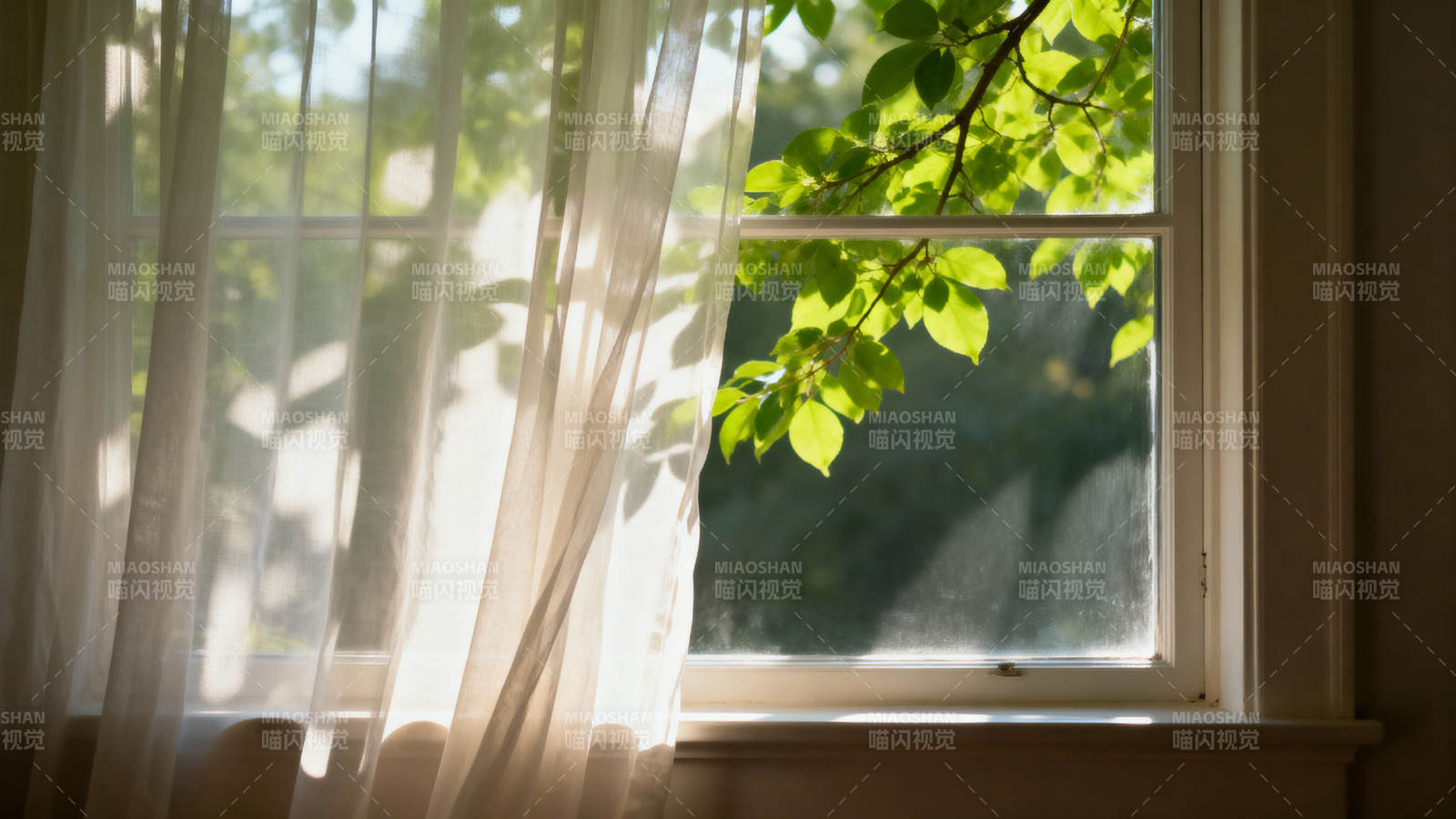 窗边绿叶 阳光轻拂帘图片