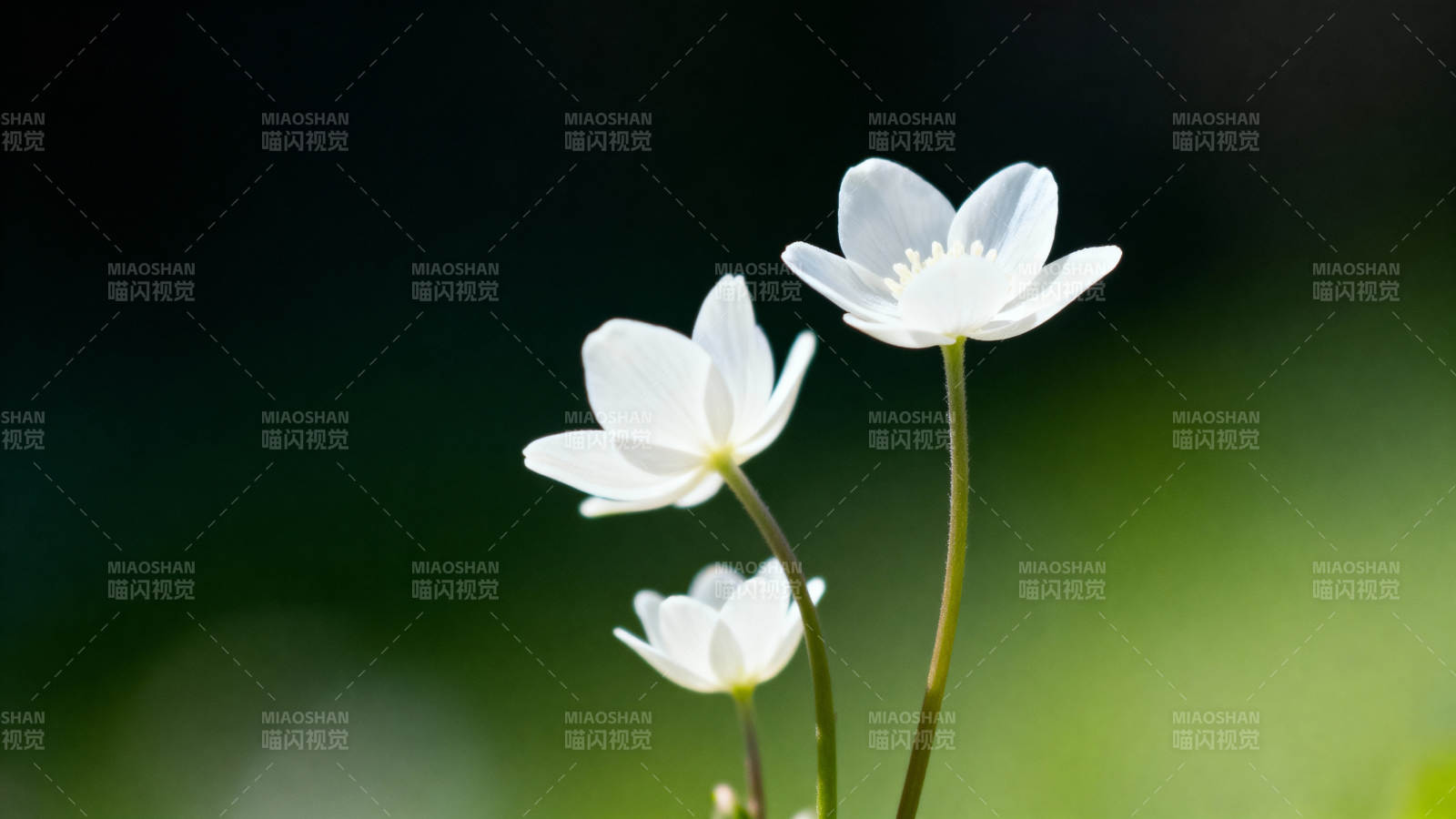 白花三朵 绿意朦胧图片