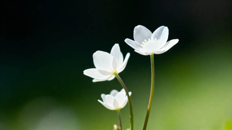白花三朵 绿意朦胧图片
