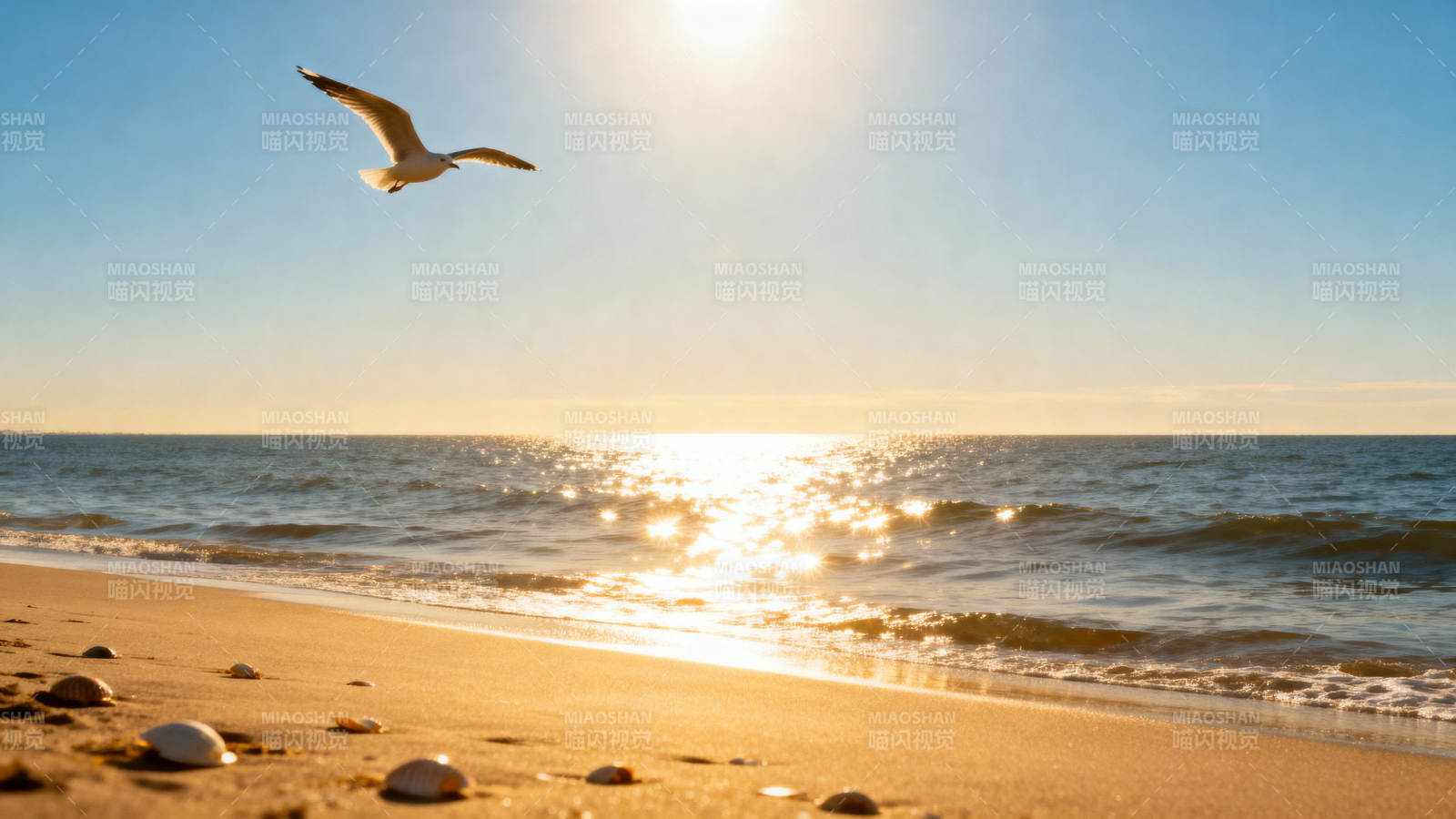 海鸥掠金滩 夕阳耀海面图片