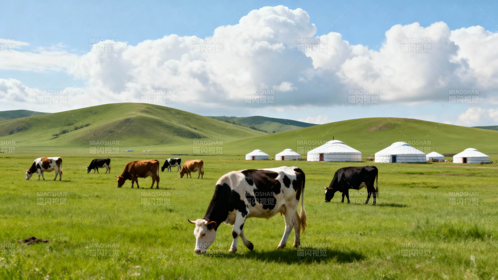 草原牧歌 牛群与蒙古包图片
