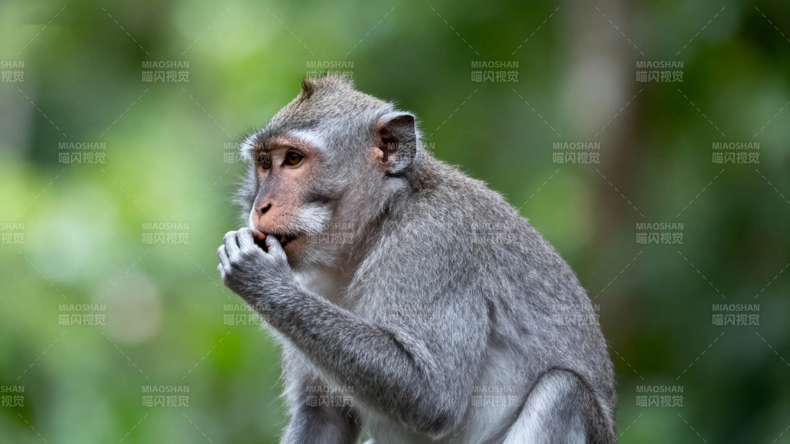 猴沉思 绿意背景中静坐图片
