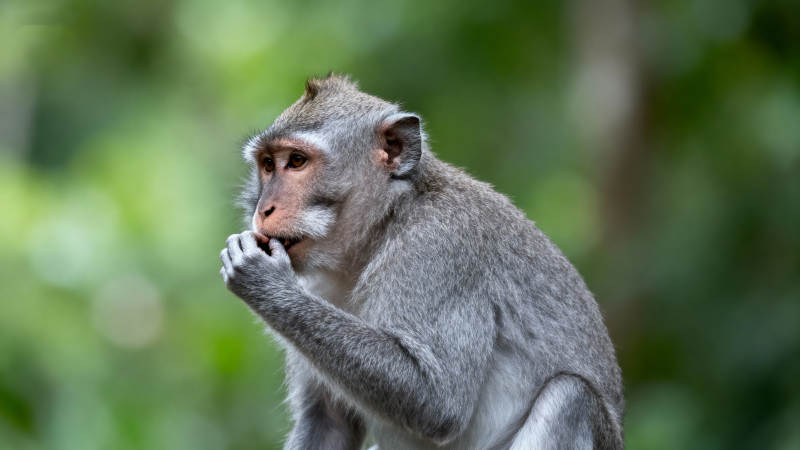 猴沉思 绿意背景中静坐图片