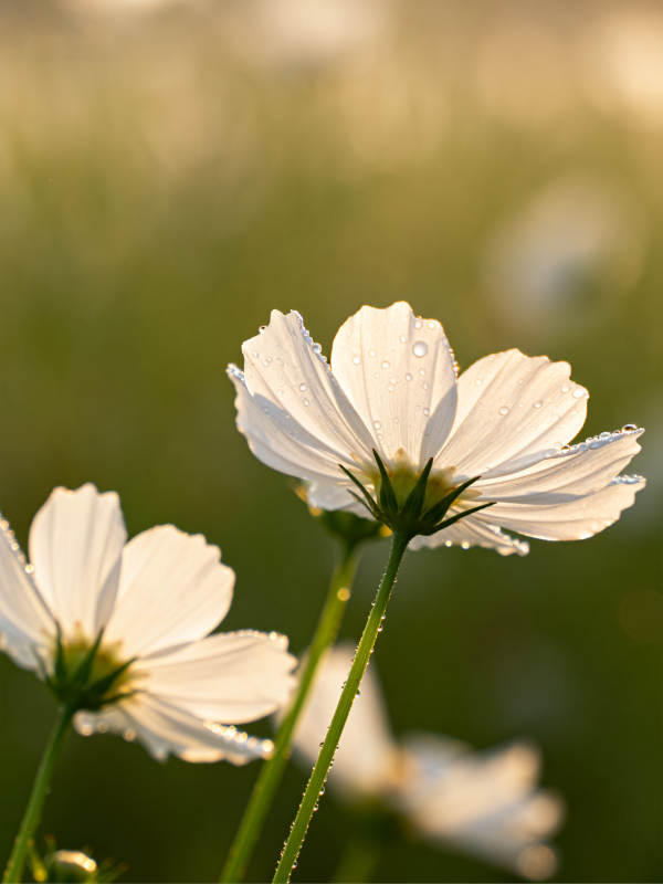 晨露白菊 柔光静谧美图片
