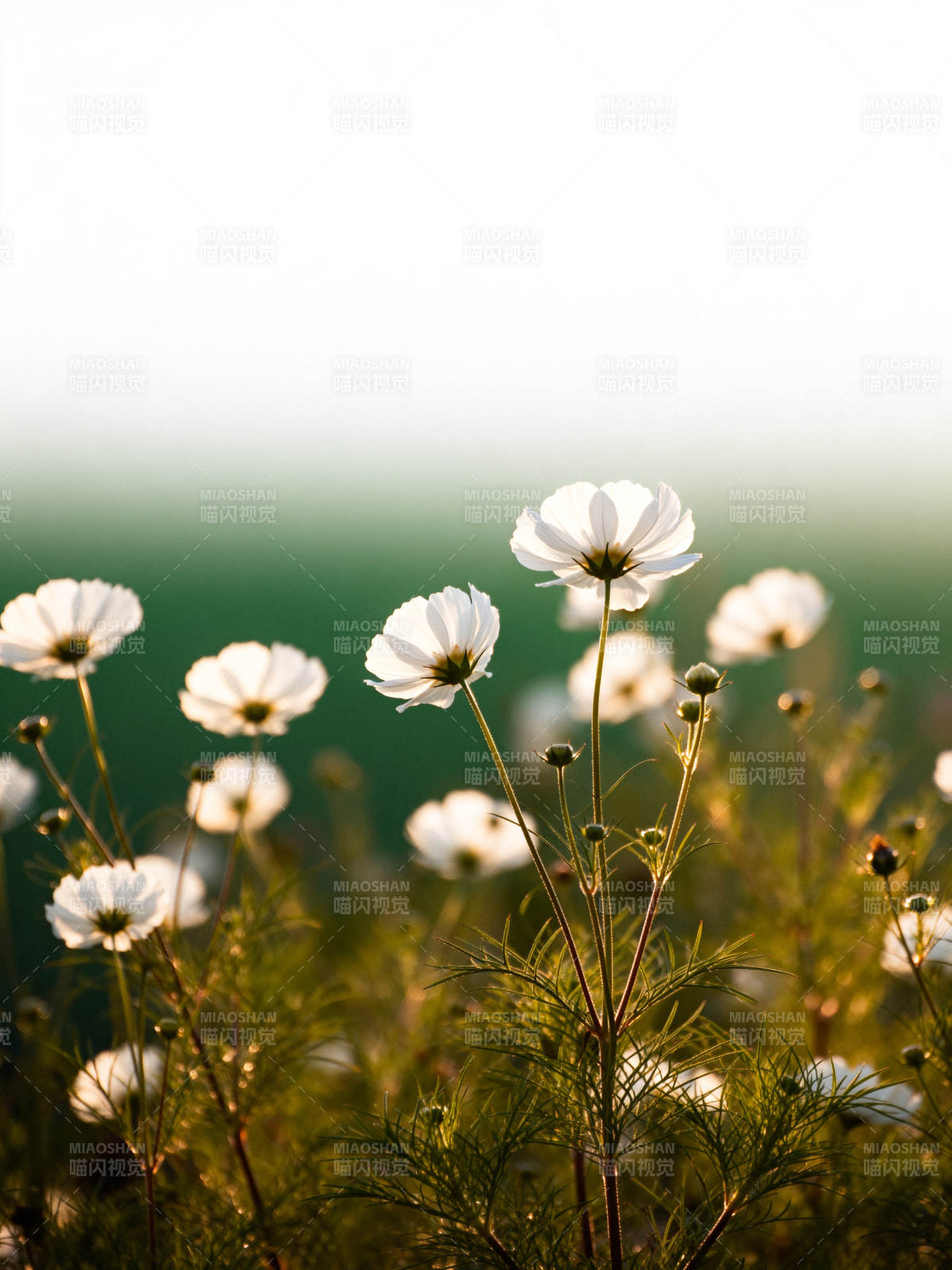 晨光中的白色波斯菊图片