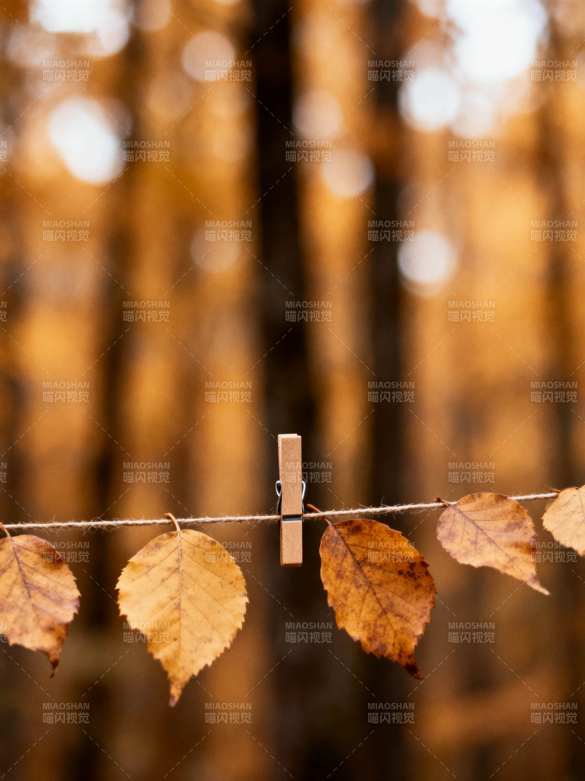 秋叶夹在绳上 暖光朦胧图片